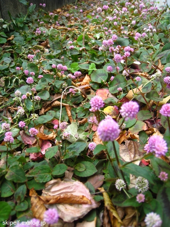 c0134734_13457.jpg