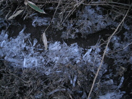 c0179351_21525522.jpg