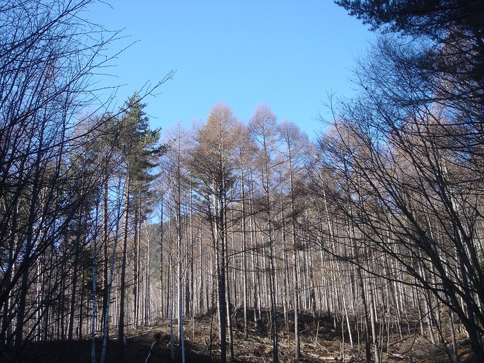 e0149092_943928.jpg