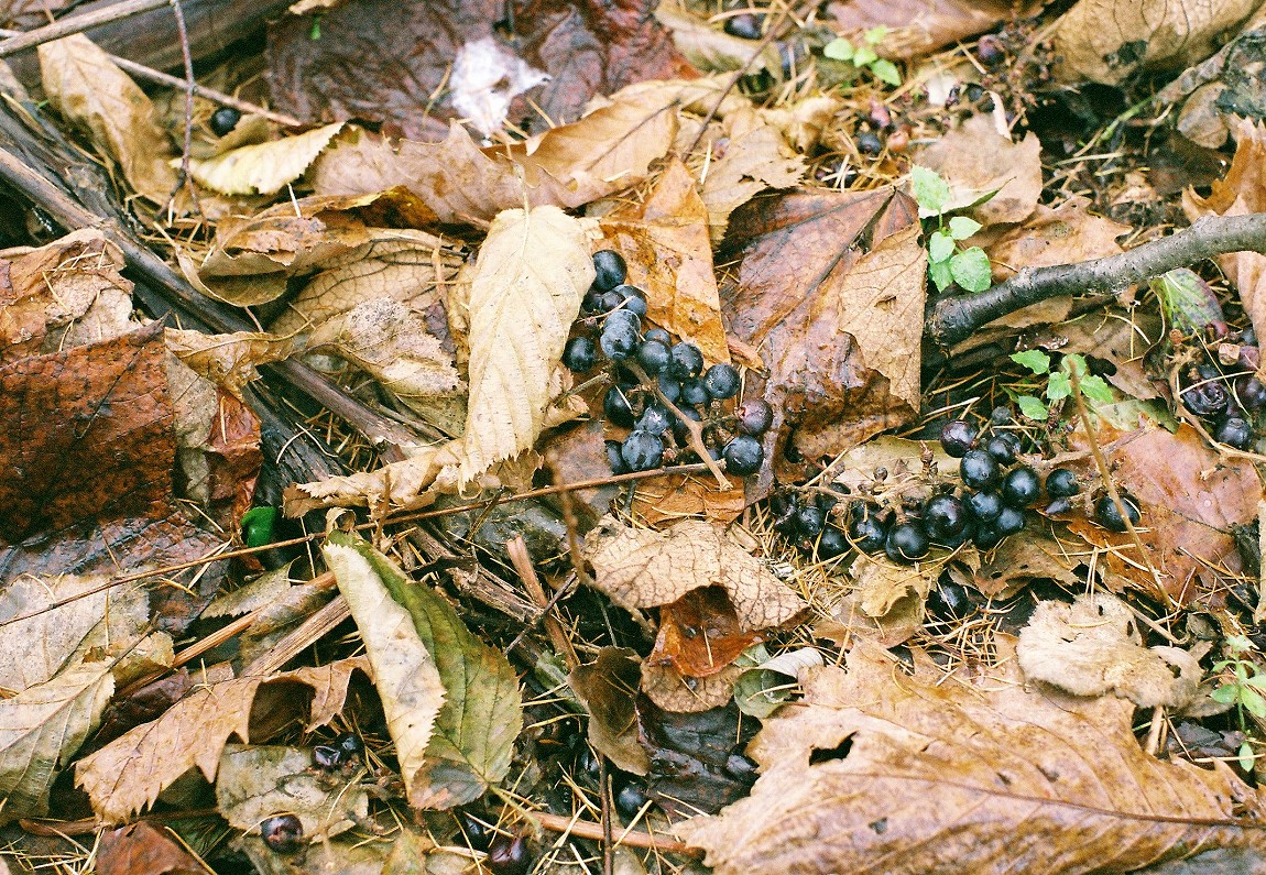 f0220698_2361440.jpg