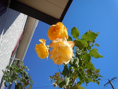 c0117007_20244651.jpg