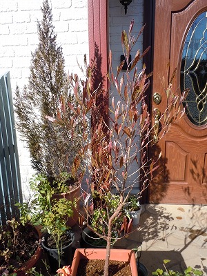 c0117007_20272970.jpg