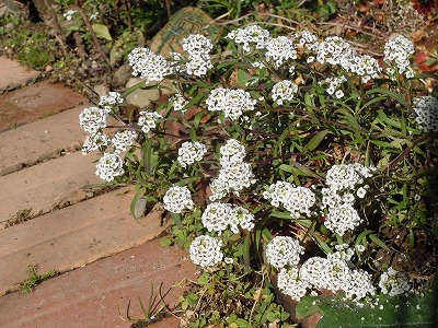 c0117007_2033334.jpg