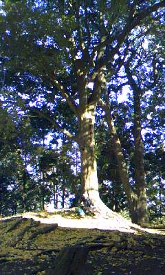 d0024220_17181733.jpg