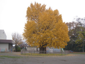 d0120120_2133723.jpg