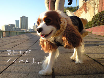 a0120944_15175959.jpg
