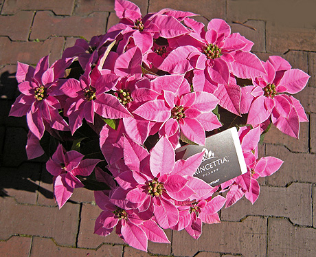 a0001354_21382571.jpg