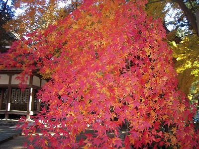 e0066062_23592376.jpg