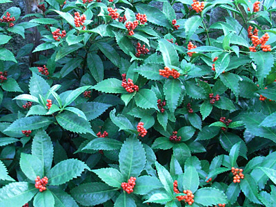 c0025167_23264456.jpg