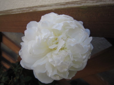 c0202870_2354363.jpg