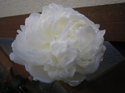 c0202870_236651.jpg