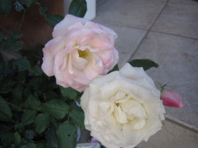 c0202870_2392813.jpg