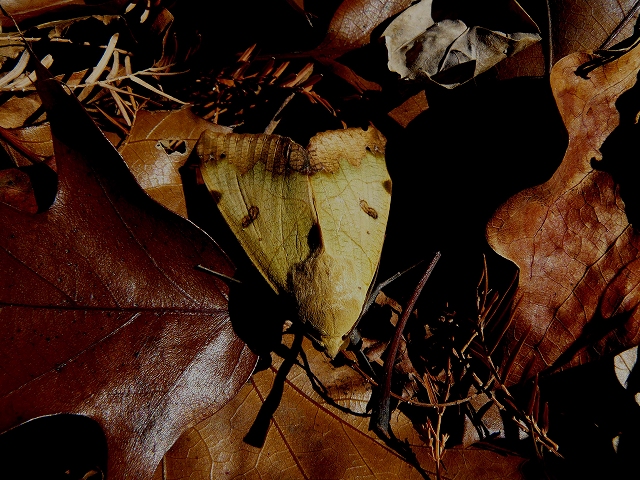 d0019074_7565089.jpg