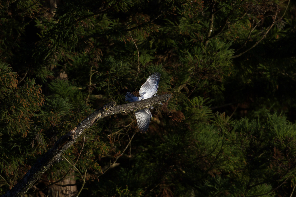b0180476_0344215.jpg