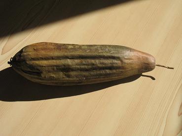 e0130185_1439538.jpg