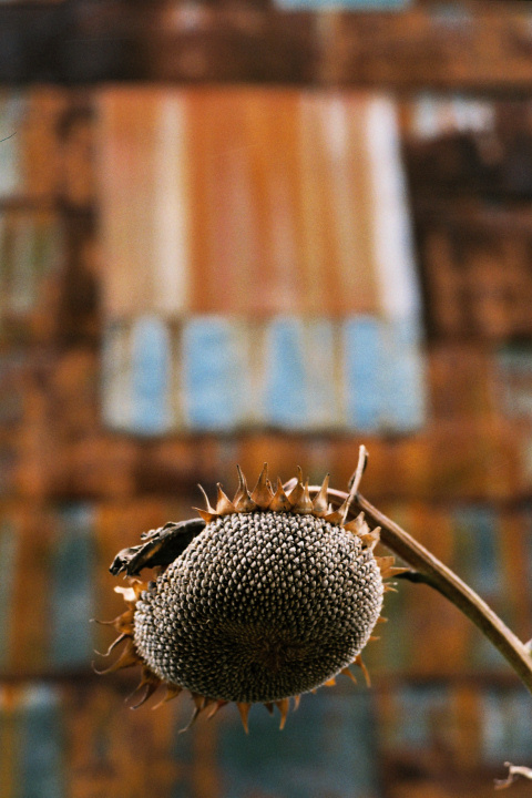e0051186_859377.jpg