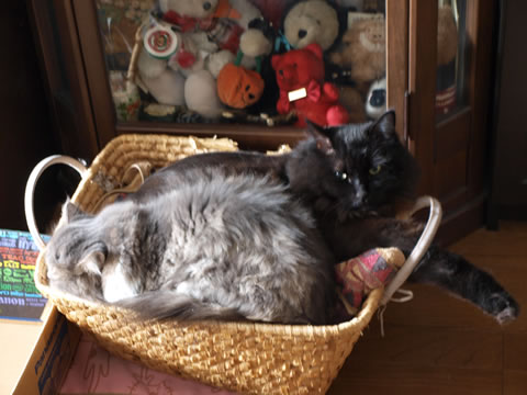 無理じゃね?