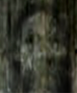 e0103408_113623.gif
