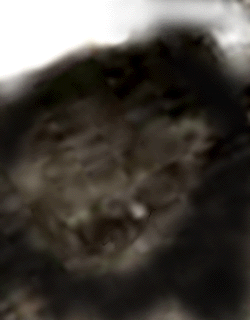 e0103408_153433.gif