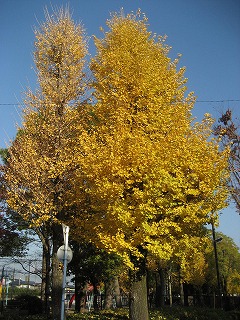 f0139520_20513874.jpg