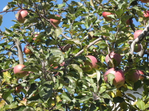 f0005081_20402014.jpg