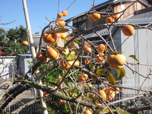 f0005081_20403960.jpg