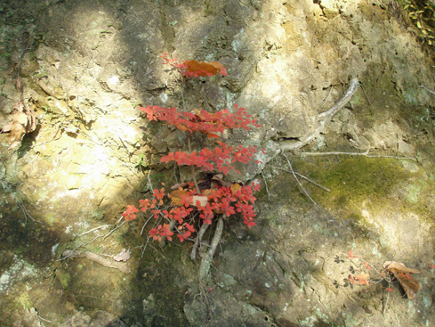b0117718_12503519.jpg
