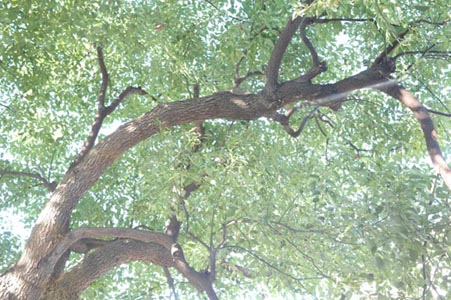 c0103119_17191371.jpg