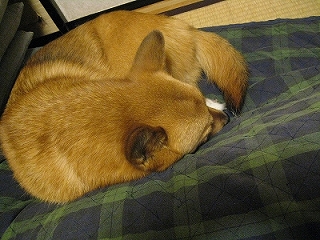 e0170519_737349.jpg