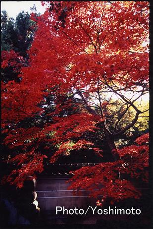 e0071020_1073469.jpg