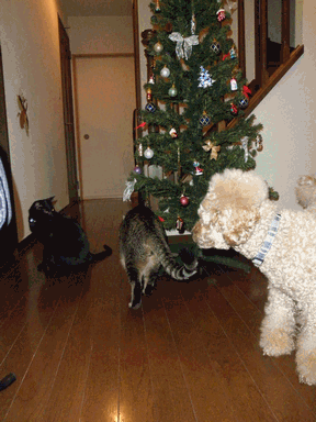 c0136736_1884232.gif