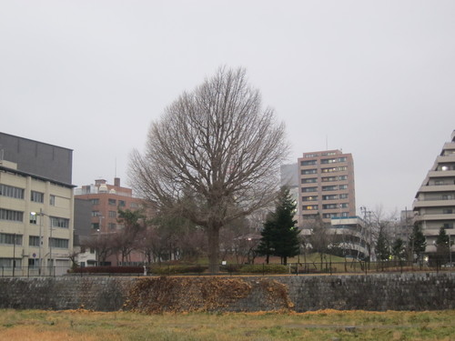 d0156438_124479.jpg