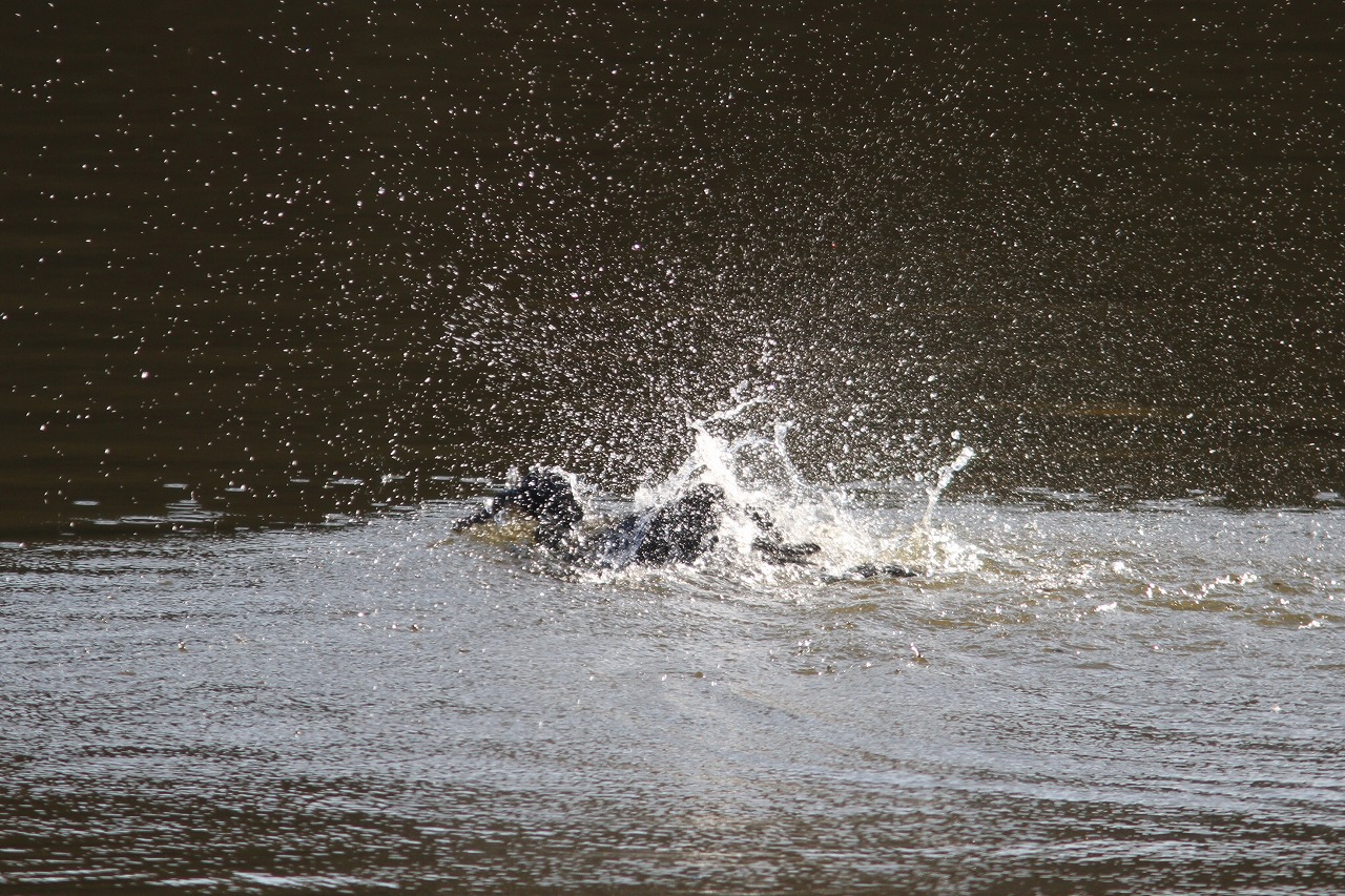 c0172139_10564233.jpg