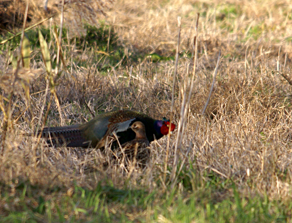 f0214649_520565.jpg