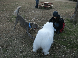 e0176159_10572963.gif