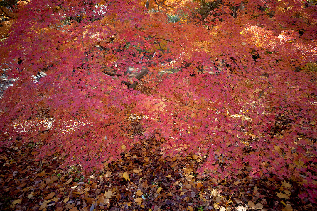 a0119166_183154100.jpg