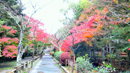 a0079292_11494999.jpg