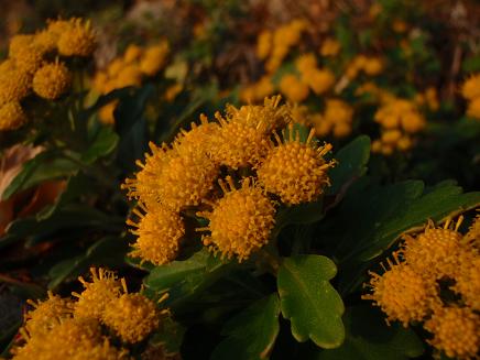 a0125598_18294279.jpg