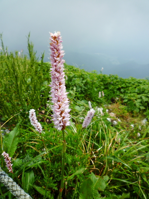 d0170615_19112456.jpg