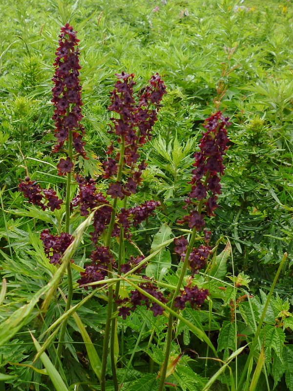 d0170615_1911559.jpg