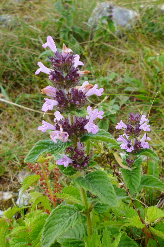 d0170615_19122019.jpg