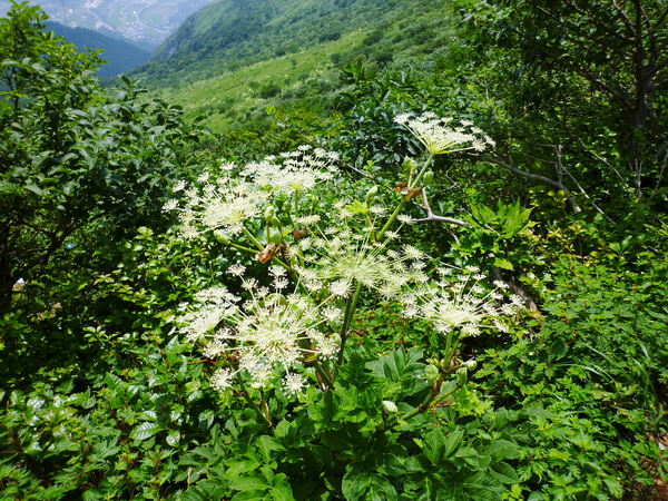 d0170615_19131048.jpg