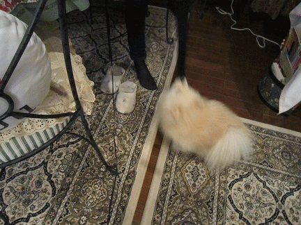 b0167519_93684.gif
