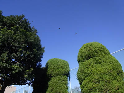 b0019140_14595924.jpg