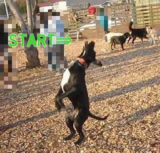a0142343_13265297.gif
