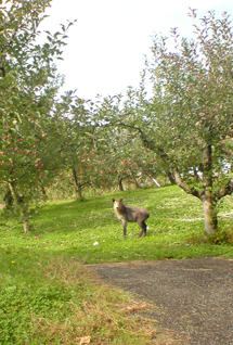 d0179044_1742156.jpg