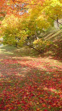 d0179044_174454.jpg