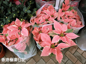 f0190653_9543115.jpg