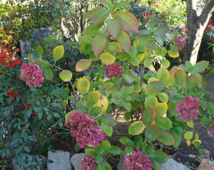d0163670_15401975.jpg