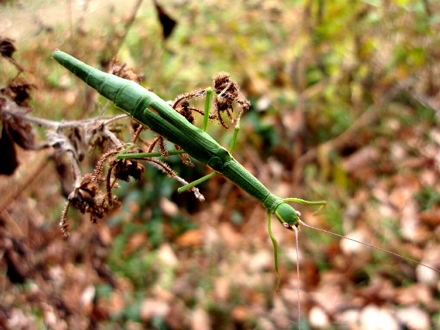 d0162276_1083499.jpg